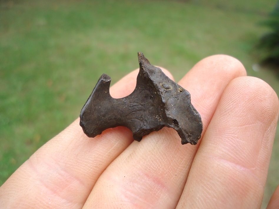 Large image 4 Otter Upper Carnassial in Section of Skull