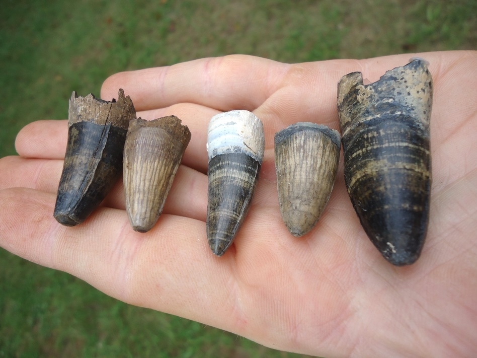 Large image 1 Five Top Quality Colorful Alligator Teeth