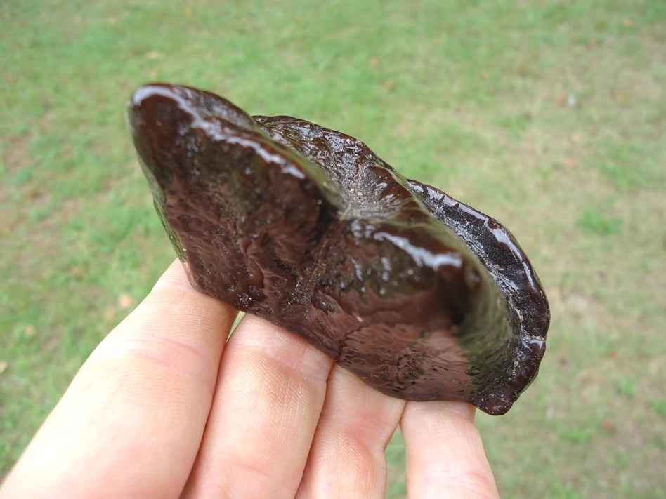 Large image 2 Super Glossy Partial Mastodon Tooth