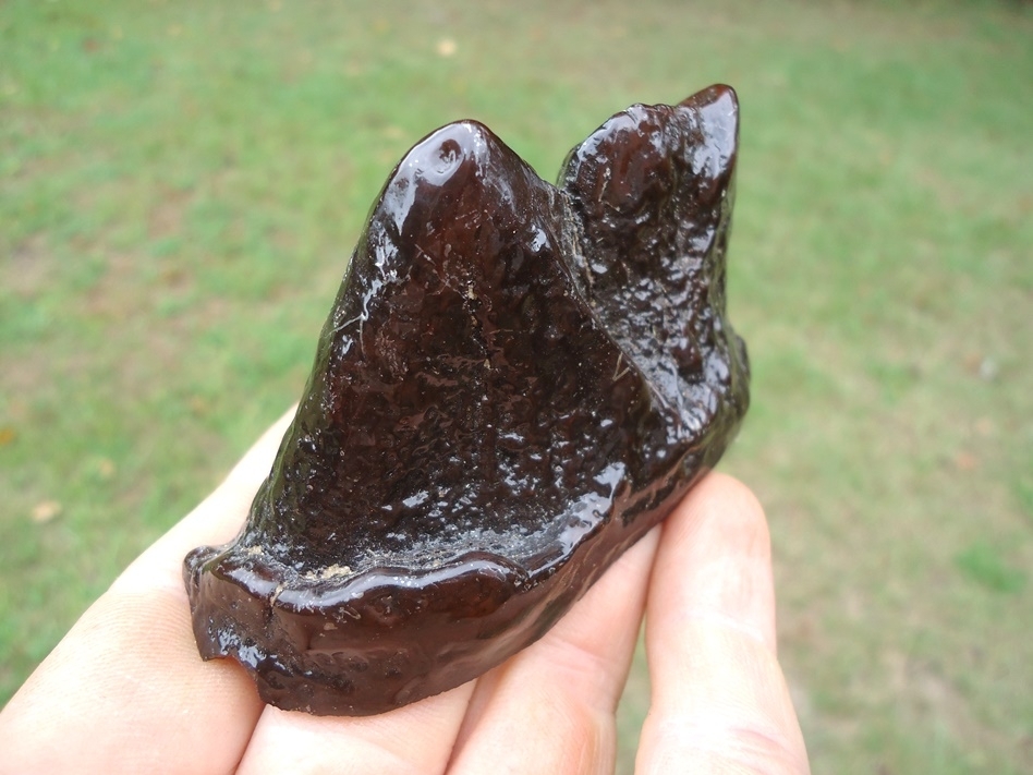 Large image 3 Super Glossy Partial Mastodon Tooth