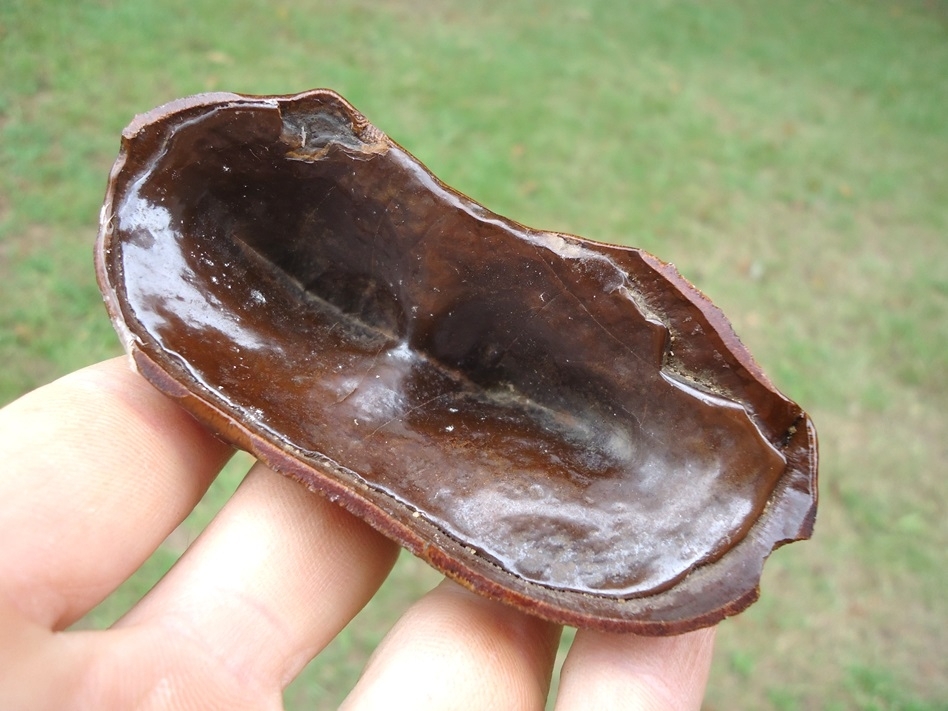 Large image 5 Super Glossy Partial Mastodon Tooth