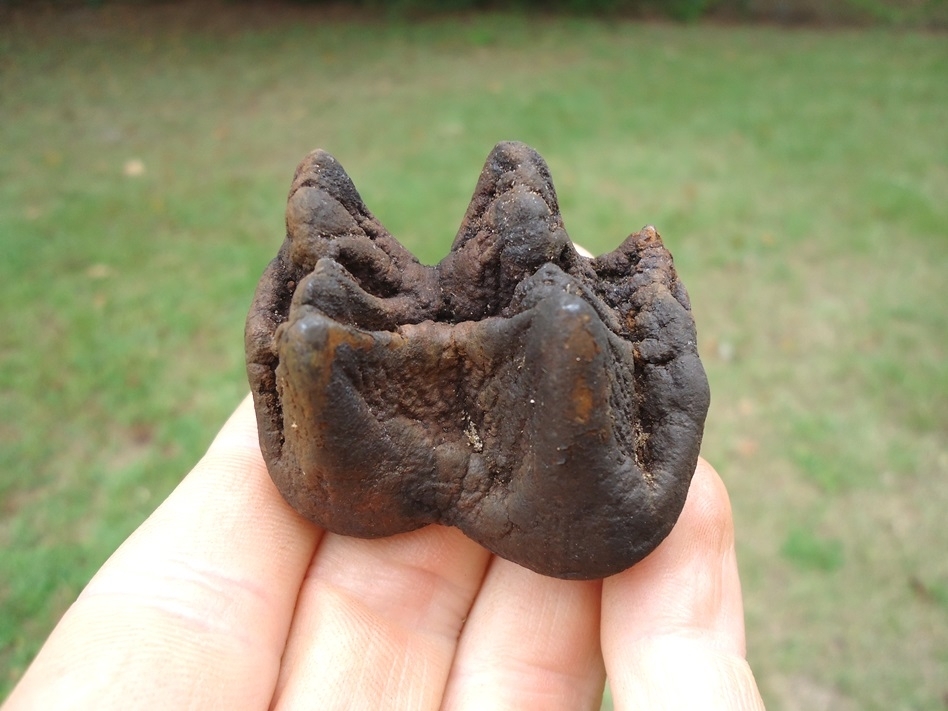 Large image 1 Bargain Juvenile Mastodon Tooth