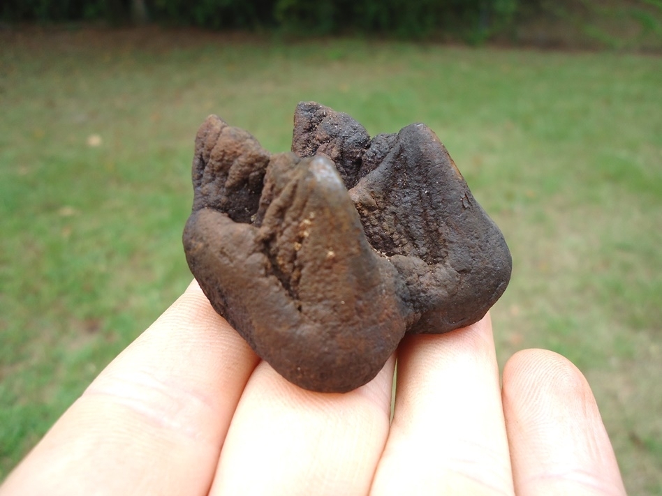 Large image 2 Bargain Juvenile Mastodon Tooth