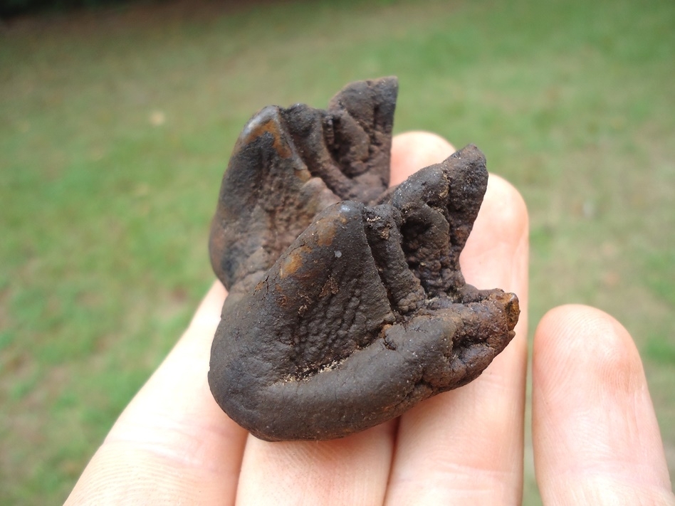 Large image 5 Bargain Juvenile Mastodon Tooth