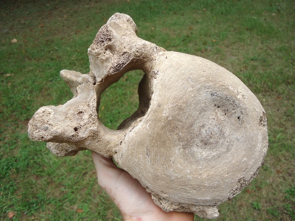 Large image 1 High Quality Mastodon Vertebra with Pathology