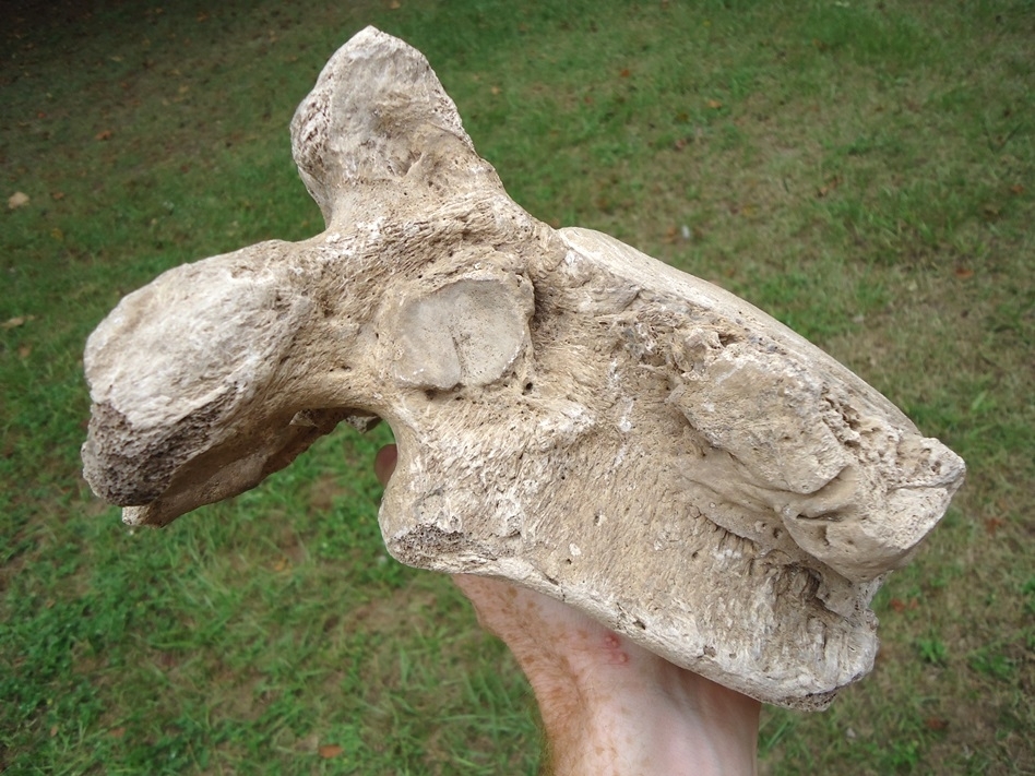 Large image 2 High Quality Mastodon Vertebra with Pathology