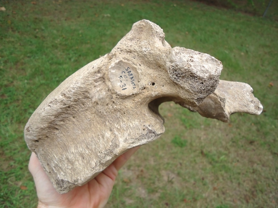 Large image 3 High Quality Mastodon Vertebra with Pathology