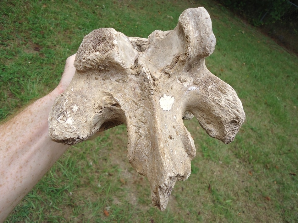 Large image 4 High Quality Mastodon Vertebra with Pathology