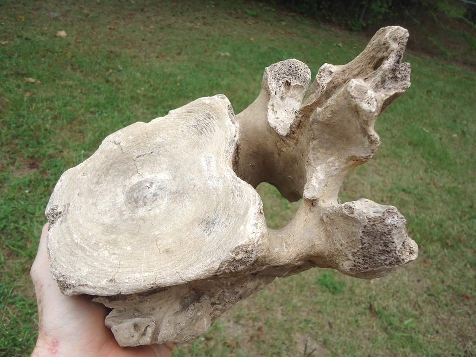 Large image 5 High Quality Mastodon Vertebra with Pathology