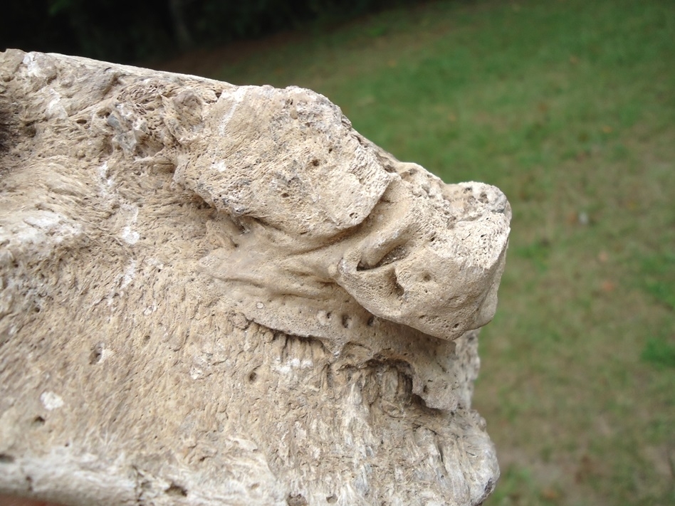 Large image 6 High Quality Mastodon Vertebra with Pathology