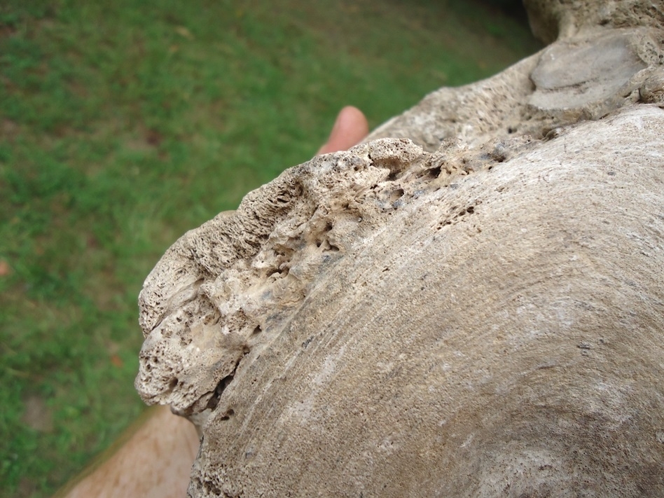 Large image 7 High Quality Mastodon Vertebra with Pathology