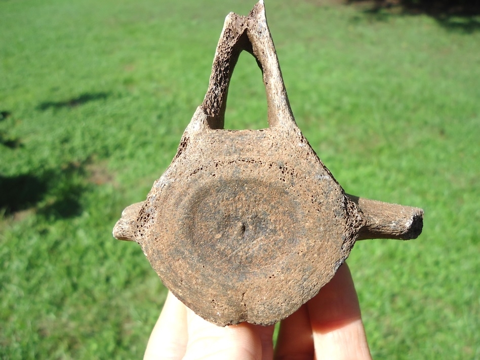 Large image 3 Uncommon Dolphin Vertebra