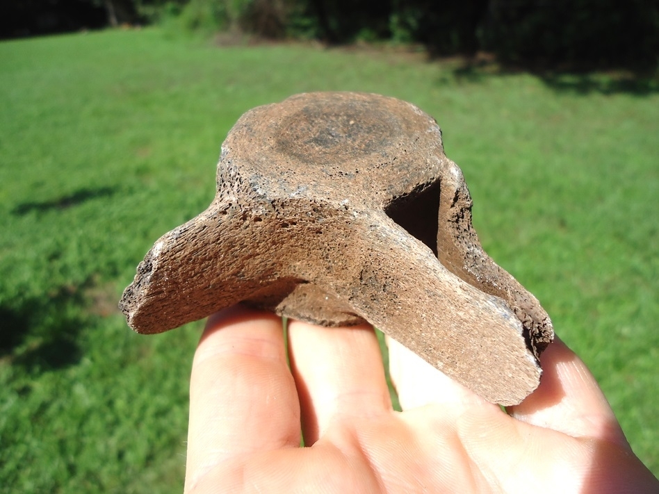 Large image 1 Uncommon Dolphin Vertebra