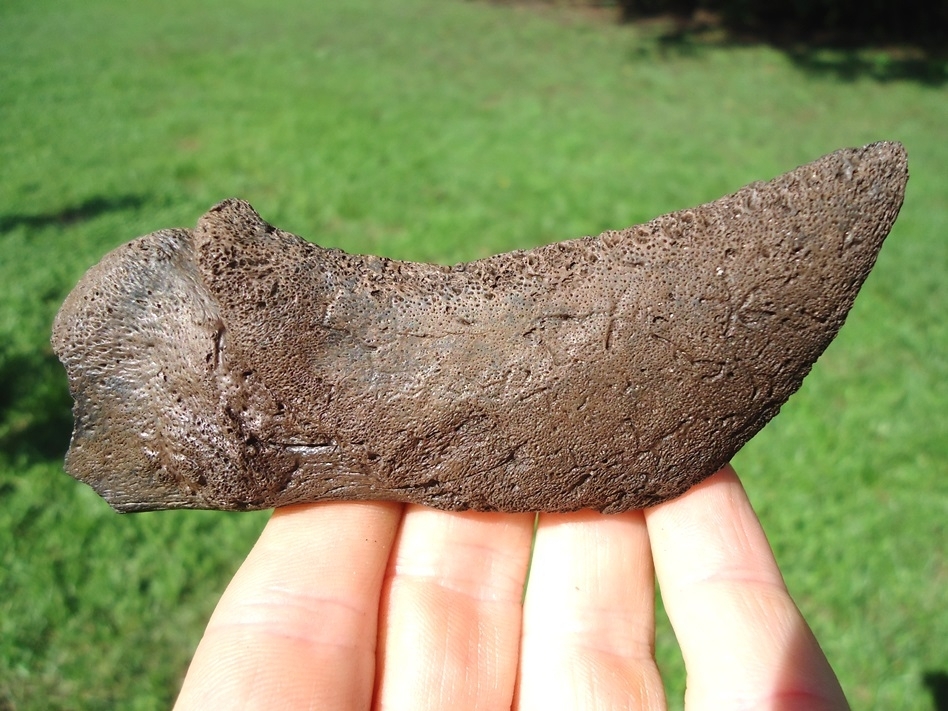 Large image 1 Massive Alligator Snapping Turtle Mandible