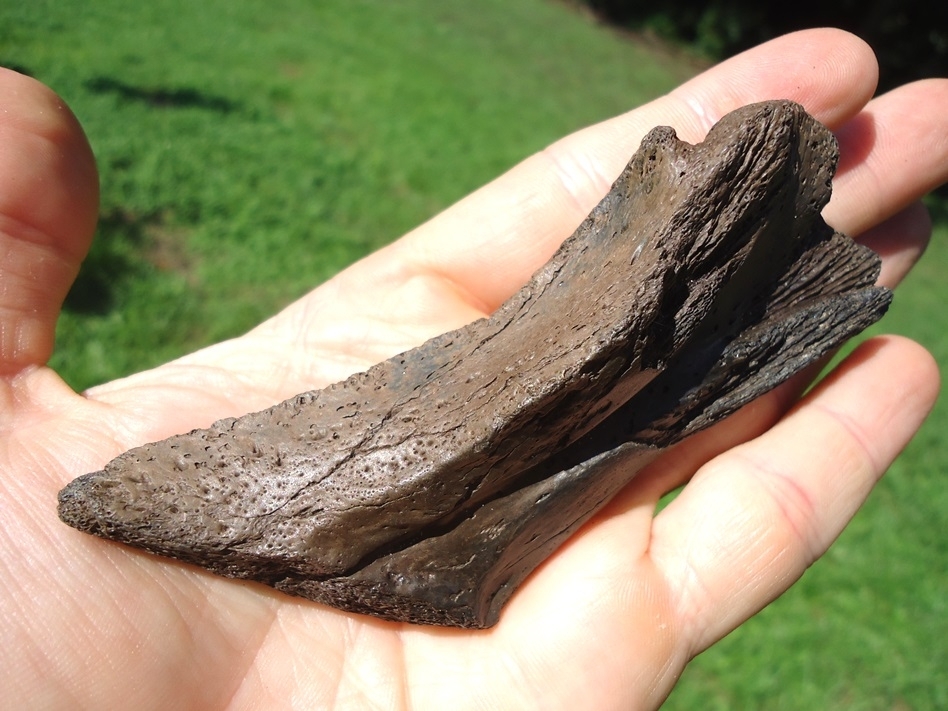 Large image 3 Massive Alligator Snapping Turtle Mandible