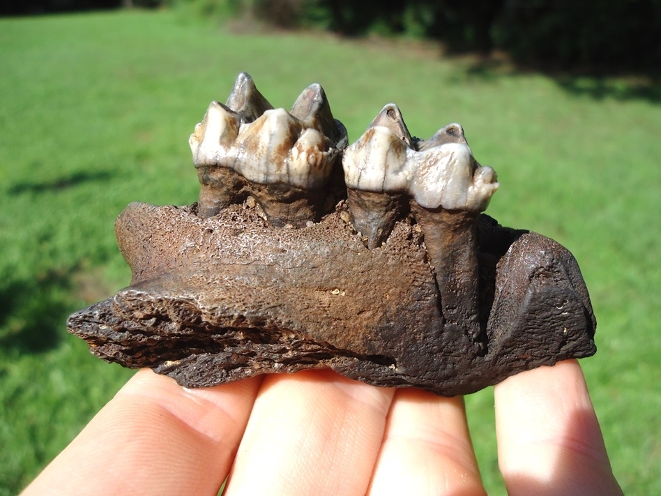 Large image 1 Tapir Maxilla with Two Colorful Teeth