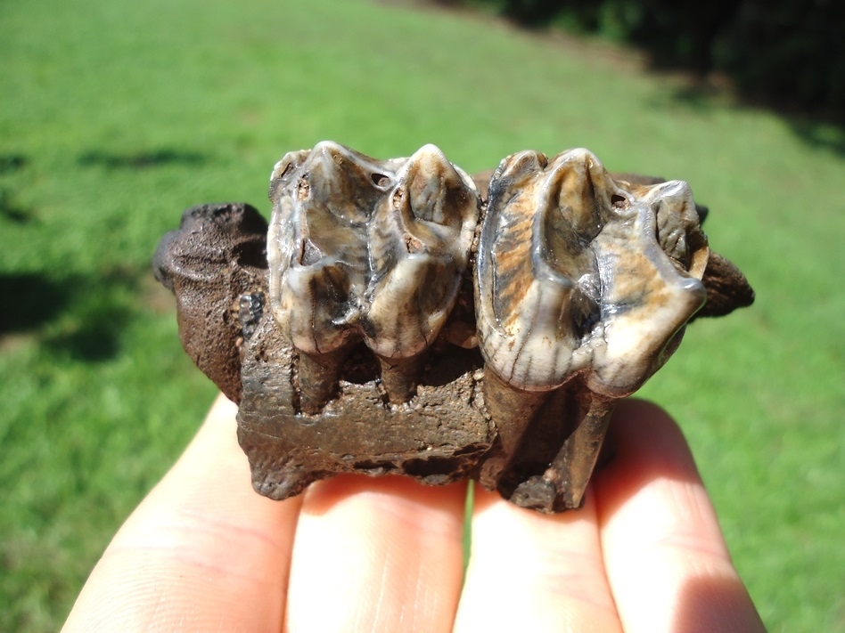 Large image 2 Tapir Maxilla with Two Colorful Teeth