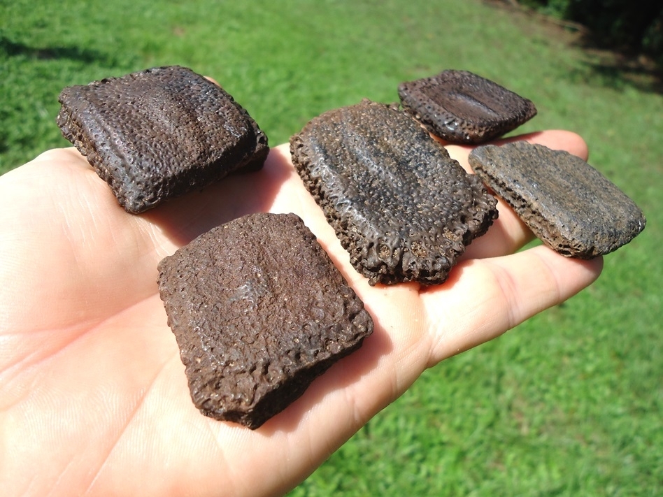 Large image 1 Five Choice Giant Armadillo Scutes