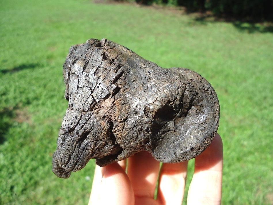 Large image 1 Unique Fused Ground Sloth Phalanges