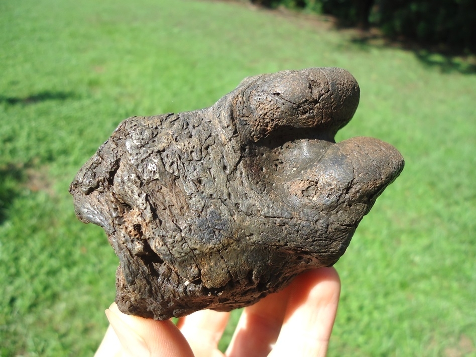 Large image 2 Unique Fused Ground Sloth Phalanges