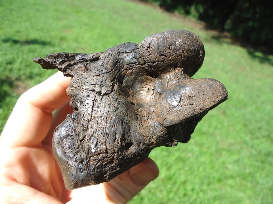 Large image 3 Unique Fused Ground Sloth Phalanges