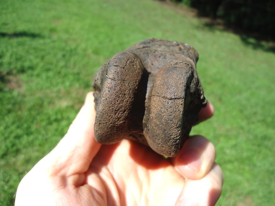 Large image 5 Unique Fused Ground Sloth Phalanges