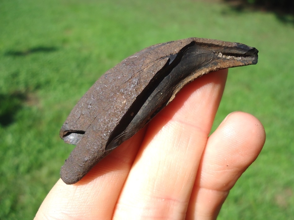 Large image 1 Bargain Black Bear Canine Tooth