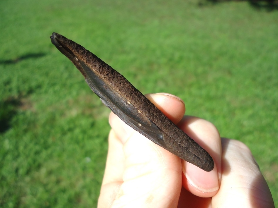 Large image 2 Bargain Black Bear Canine Tooth