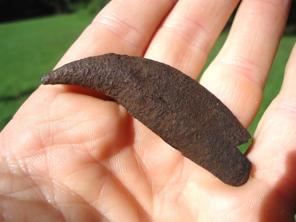 Large image 3 Bargain Black Bear Canine Tooth