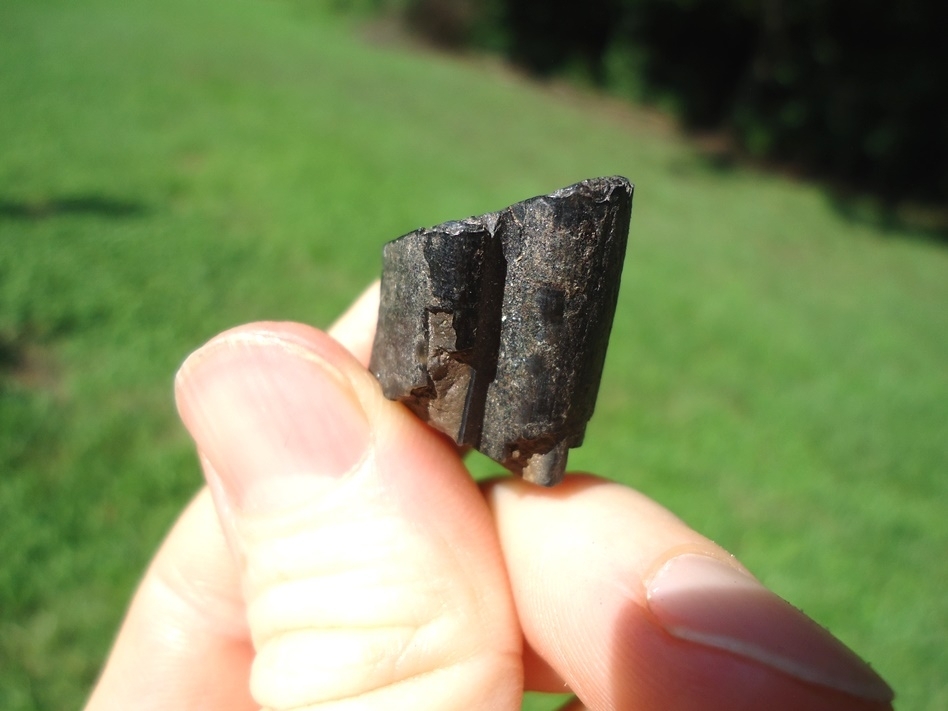 Large image 1 Detailed Giant Beaver Molar