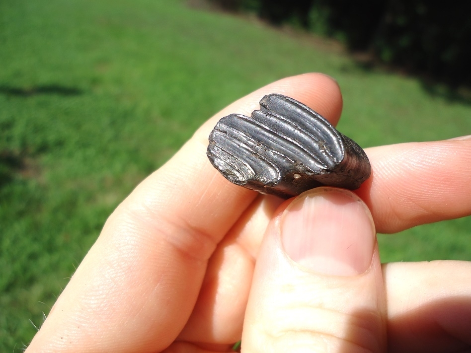 Large image 3 Detailed Giant Beaver Molar