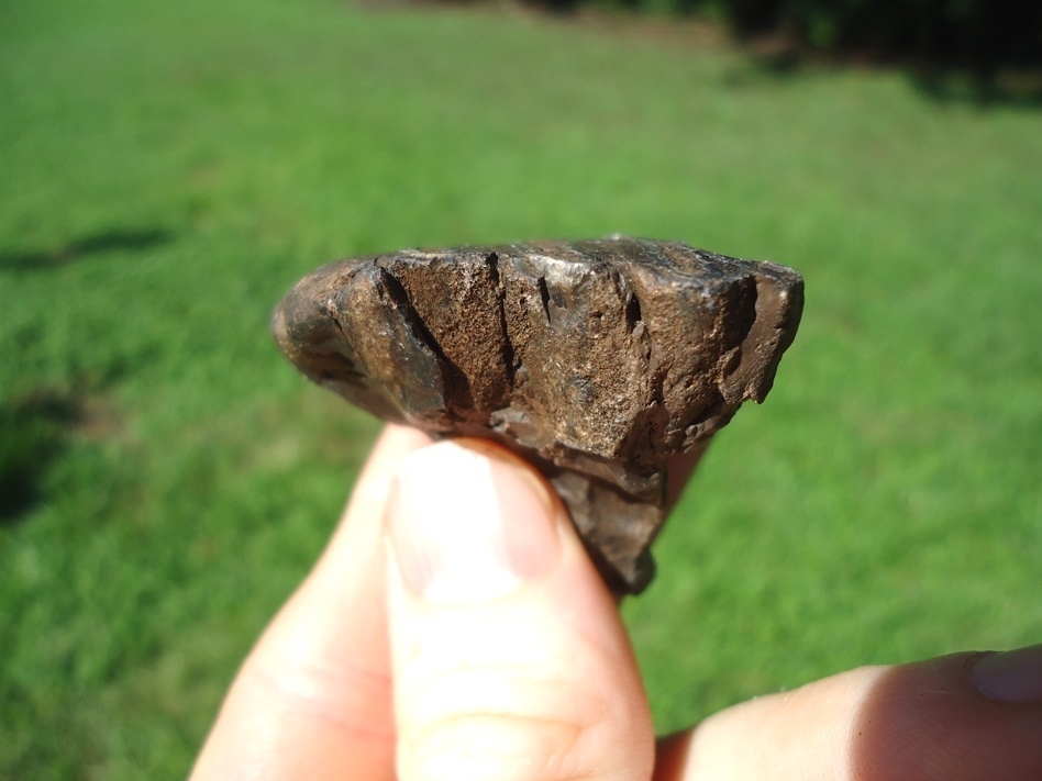 Large image 1 Bargain Mammoth Spit Tooth