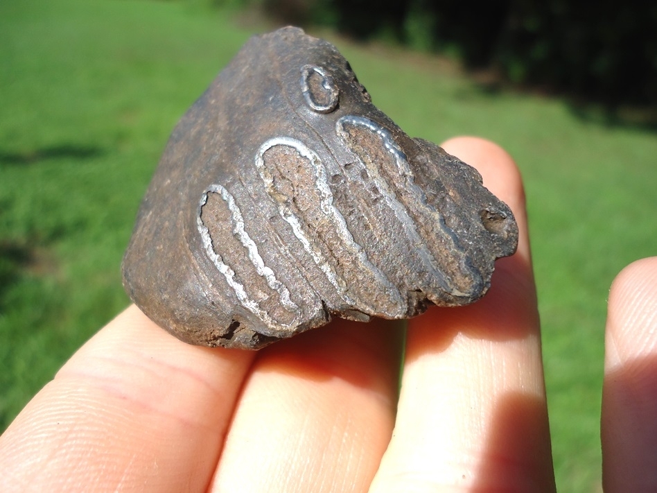 Large image 2 Bargain Mammoth Spit Tooth