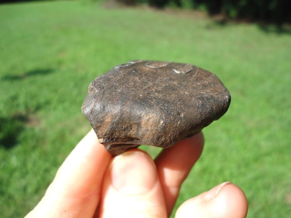 Large image 3 Bargain Mammoth Spit Tooth