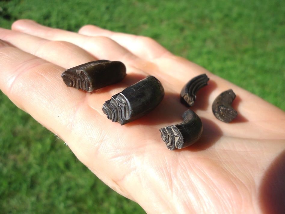 Large image 1 Five Choice Beaver Molars