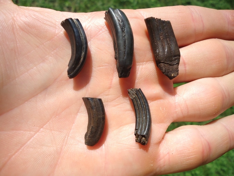 Large image 2 Five Choice Beaver Molars