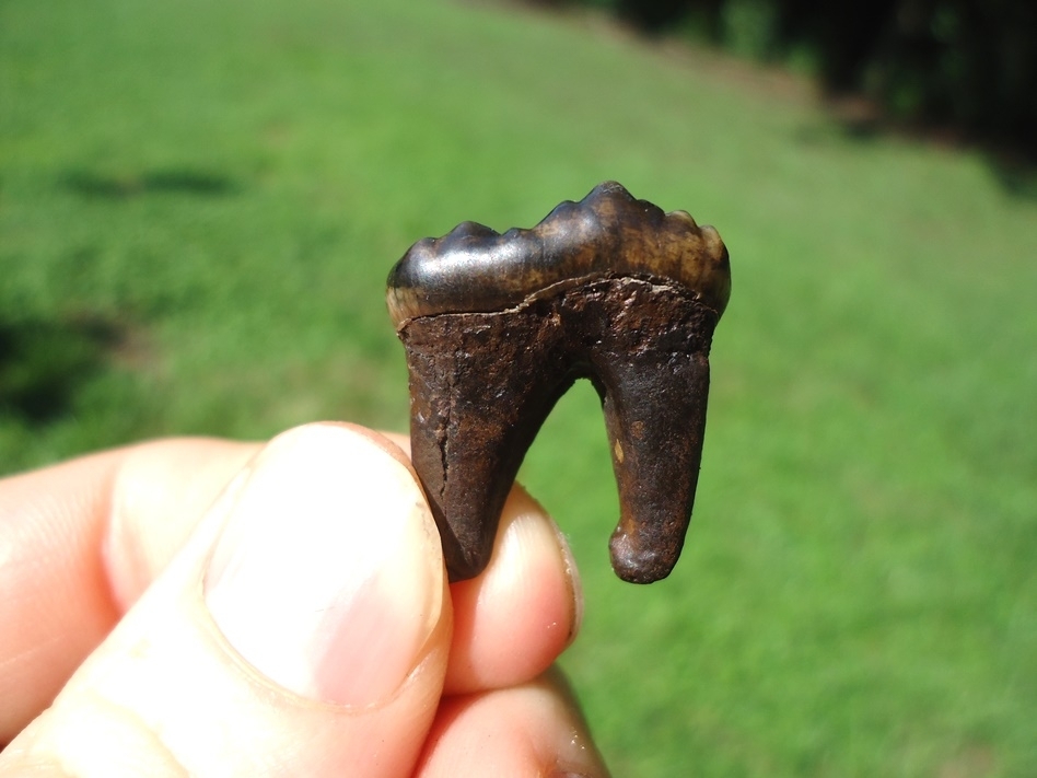 Large image 1 Colorful Rooted Black Bear Molar