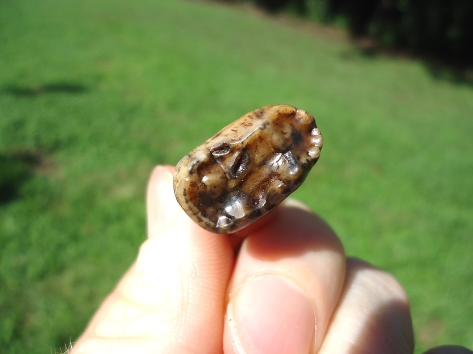 Large image 2 Colorful Rooted Black Bear Molar