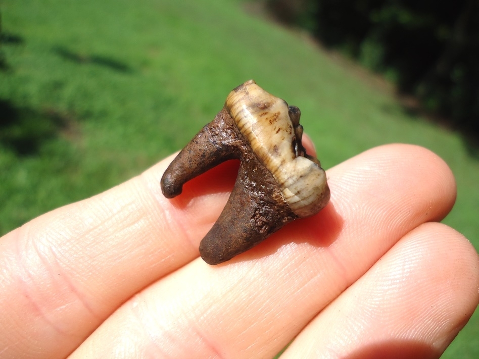 Large image 3 Colorful Rooted Black Bear Molar