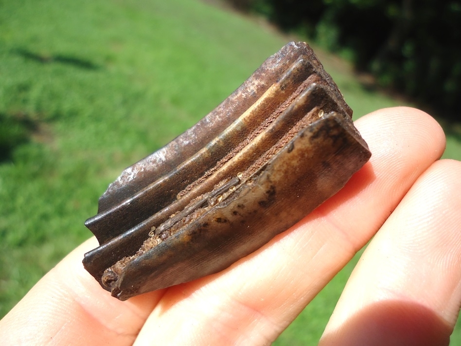 Large image 3 Bargain Capybara Molar