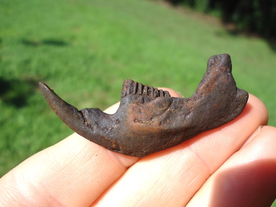 Large image 1 Excellent Muskrat Mandible