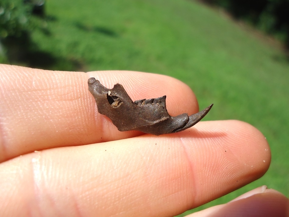 Large image 1 Top Quality Cotton Rat Mandible