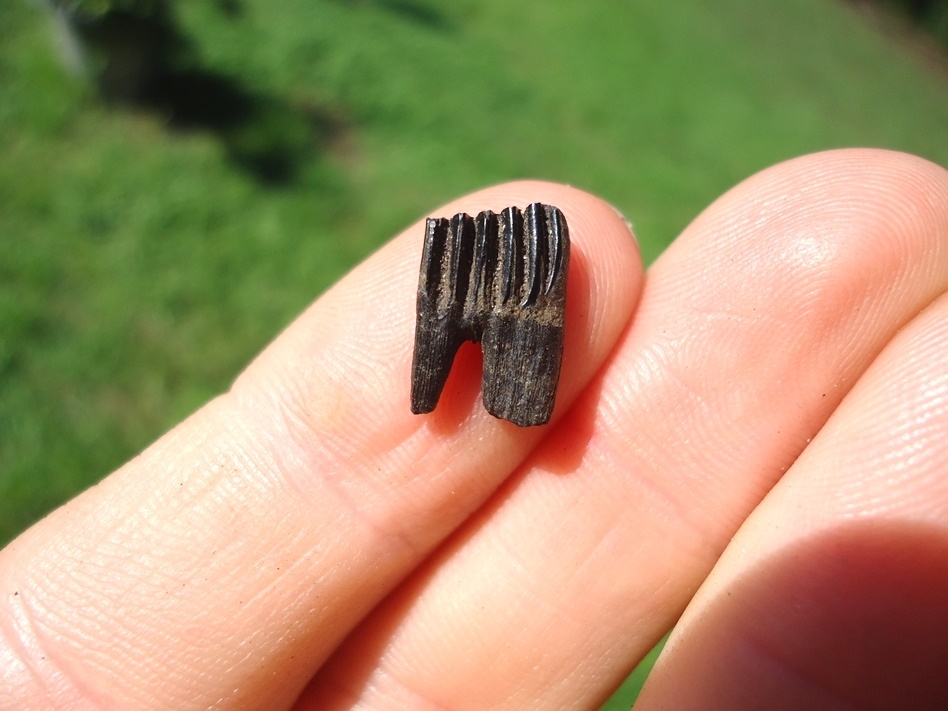 Large image 1 Excellent Muskrat Molar