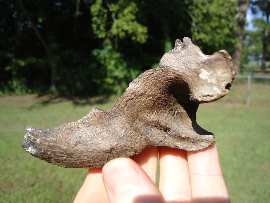 Large image 1 Rare Spectacled Bear Mandible Ramus