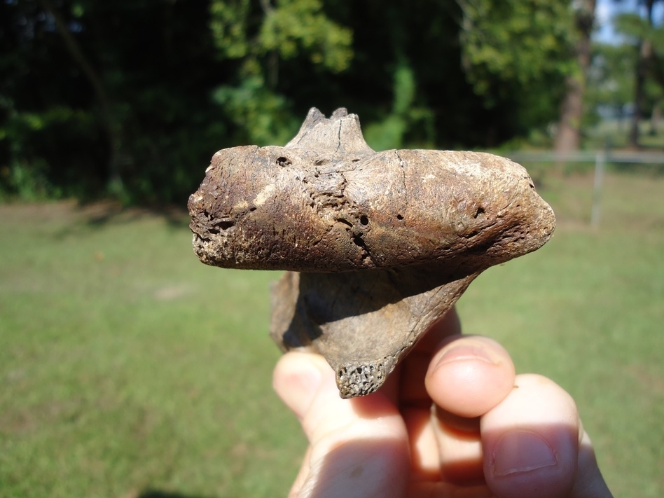 Large image 2 Rare Spectacled Bear Mandible Ramus