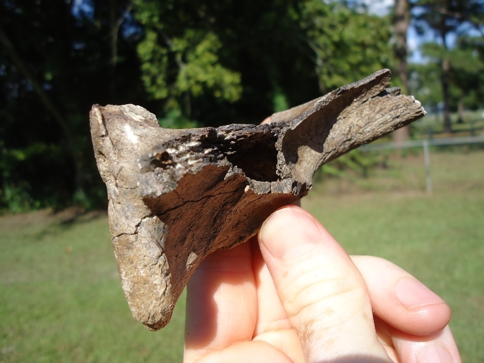 Large image 3 Rare Spectacled Bear Mandible Ramus