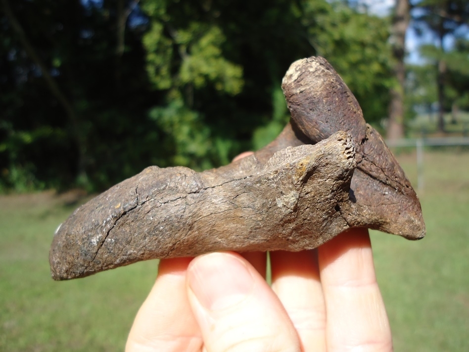 Large image 4 Rare Spectacled Bear Mandible Ramus