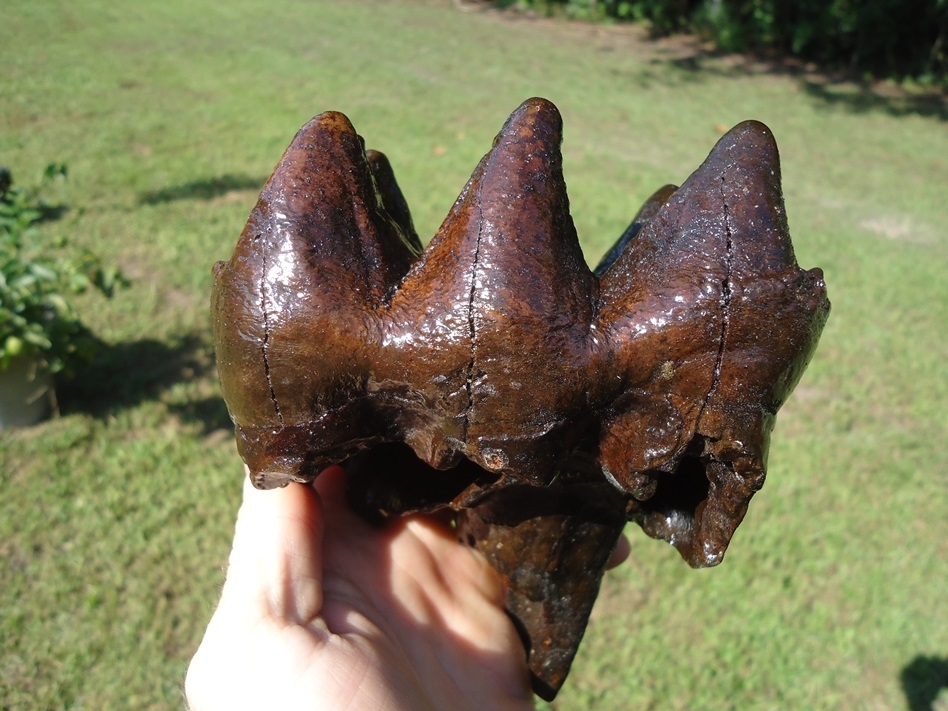 Large image 1 Whopper High Quality Mastodon Tooth