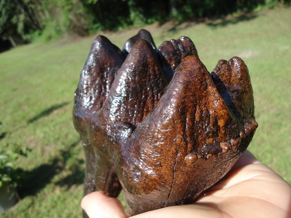 Large image 3 Whopper High Quality Mastodon Tooth