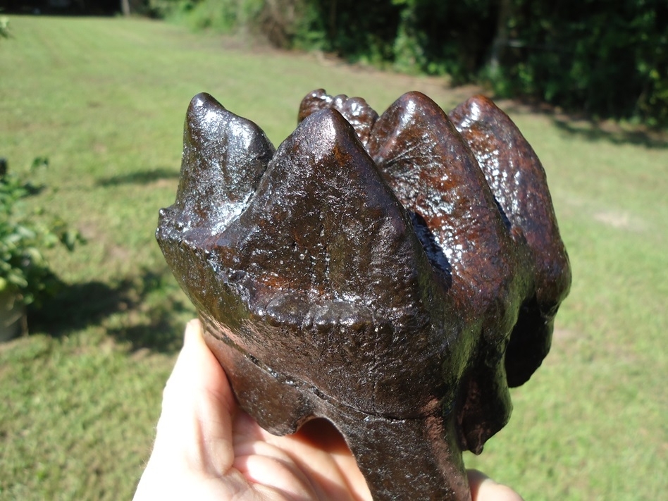 Large image 4 Whopper High Quality Mastodon Tooth